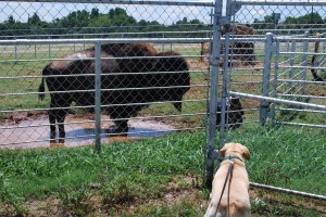 stoney eats buffulo