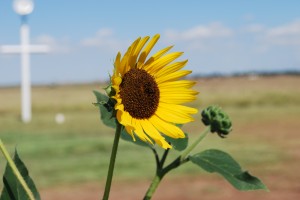 sunflower cross