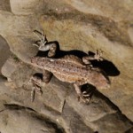 Mr. Lizard, where is your tail?