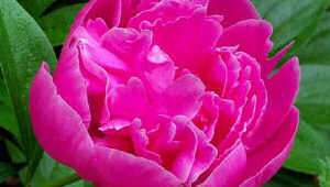 peony