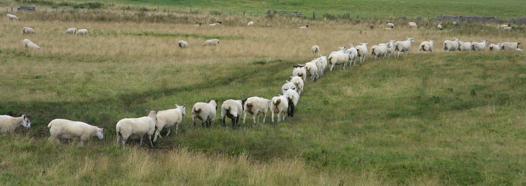 counting-sheep