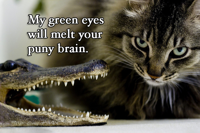 Cat-brain-versus-alligator-brain