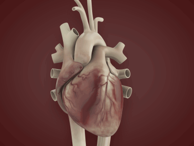 human-heartbeat