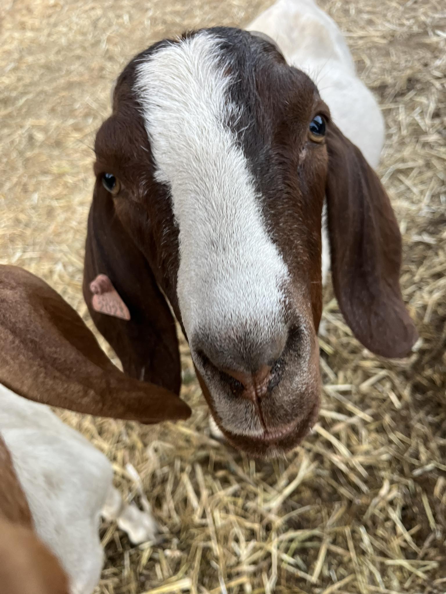 Goats Rarely Bite – Adam McLane